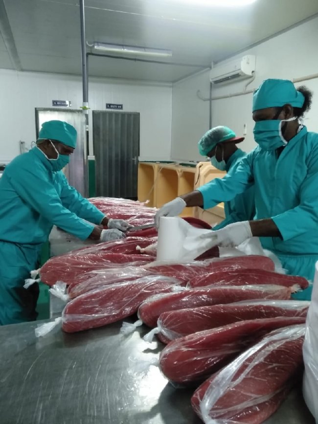 Biak Sukses Lakukan Ekspor Perdana Produk Tuna ke Singapura