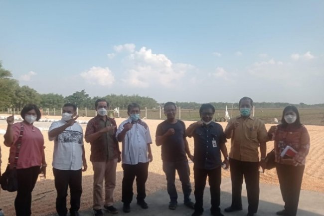 Pantau Stok Jagung, Pemerintah Pastikan Aman