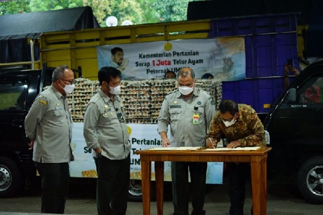 Stabilkan Harga Telur Ayam, Mentan SYL Serap Satu Juta Butir dari  Peternak Mandiri