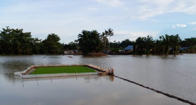 Antisipasi La Nina, Kementan Himbau Petani Gunakan Varietas Tahan Genangan