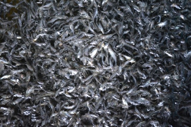 KKP Siapkan Patin PUSTINA Dongkrak Produktivitas Kampung Patin Cisilad Lebak