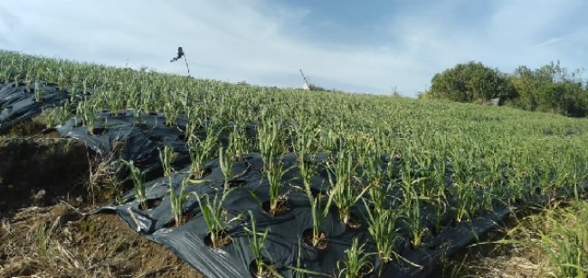 Kementan Dorong Bawang Putih Lokal Masuk Pasar Konsumsi