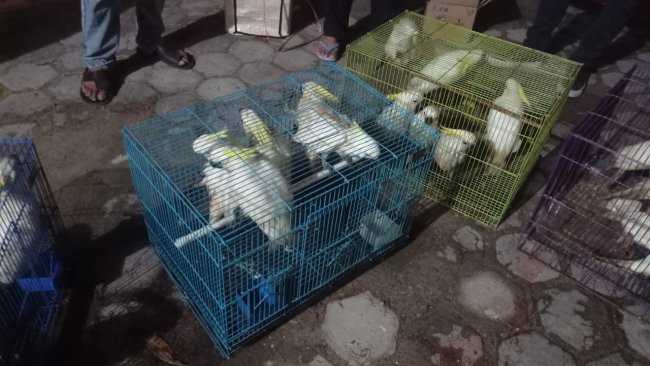 Pelaku Penyelundupan Burung Dilindungi Ditangkap Gakkum KLHK Wilayah Sulawesi
