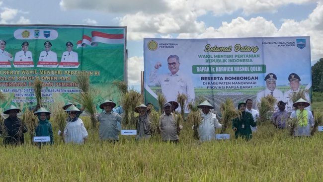 Panen Padi di Manokwari, Wamentan Dorong Jadi Lumbung Pangan Papua Barat