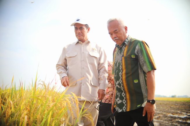 Panen dan Serap Gabah di Gresik, Mentan Amran: Petani Bahagia, Terima Kasih Presiden Prabowo