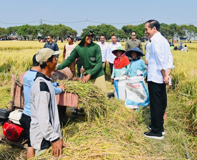 Jokowi Panen Raya di Indramayu, Pastikan Produksi Padi Baik