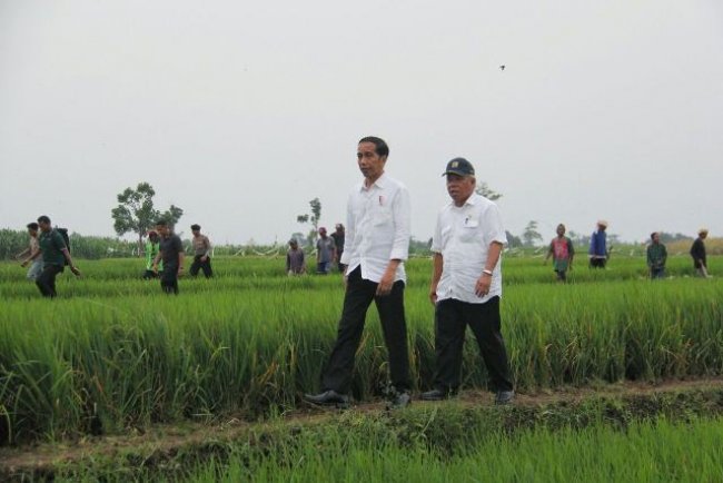 Presiden Jokowi Kunjungi Program Padat Karya Irigasi di Tegal
