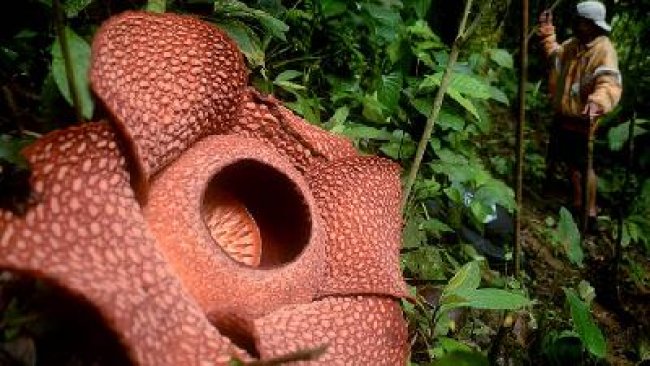 Rafflesia Mekar Sempurna Tujuh Kelopak Pertama Kali Terjadi   