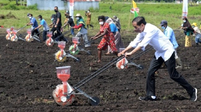 Presiden Jokowi Tanam Jagung Bareng Petani Sorong Papua Barat