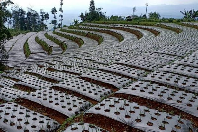 Produktivitas Bawang Putih di Food Estate Wonosobo Lampaui Angka Rata-Rata
