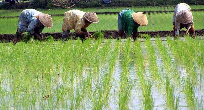 Jadi Mata Pencaharian Masyarakat Indonesia, Kemendagri Sebut Pertanian Berkontribusi Hingga 2 ribu Triliun