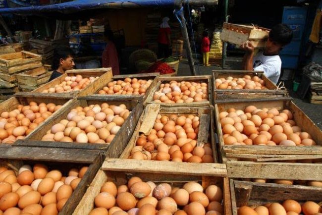 Ini Penyebab Harga Telur di Indonesia Timur Tembus Hingga Rp40.000 per Kg!