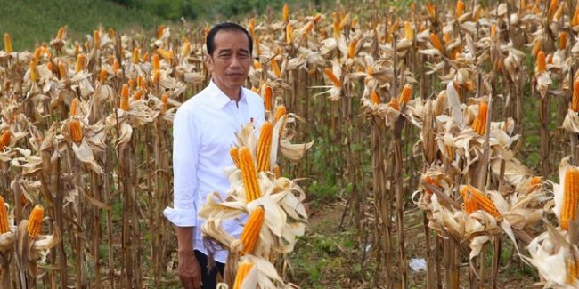 Ini Kata Jokowi Soal Ekspor Jagung