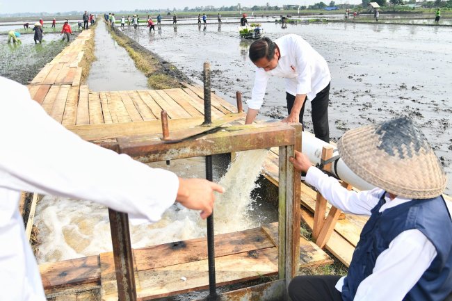 Tinjau Pompanisasi di Lampung Selatan, Jokowi Dorong Produktivitas Pertanian