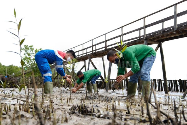 Permata Hijau Pesisir, Upaya KPI Atasi Perubahan Iklim dan Dukung Dekarbonisasi Indonesia
