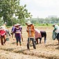 Tingkatkan Hasil Panen, PT Sang Hyang Seri  Lakukan Swakelola Lahan Bersama Petani