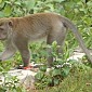 Geger Monyet Misterius di Jatiasih, Kota Bekasi