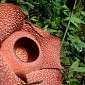 Rafflesia Mekar Sempurna Tujuh Kelopak Pertama Kali Terjadi   