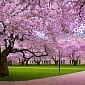 Bunga Sakura Mekar di Kebun Raya Cibodas